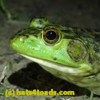 /home//u458753944/public_html/sourcegallery/////////////Frogs/More bullfrogs/P6080134.JPG